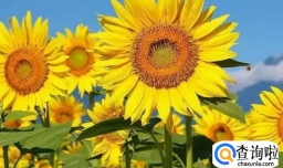 向日葵的寓意是什么