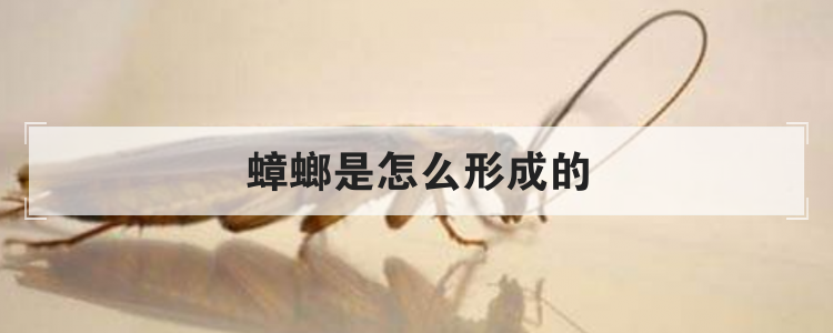 蟑螂是怎么形成的