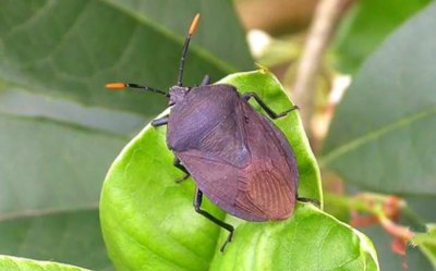 九香虫的功效与作用