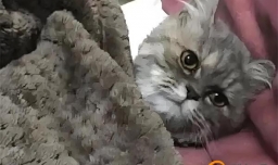 猫咪做完绝育手术一脸生无可恋 绝育手术对猫咪的影响