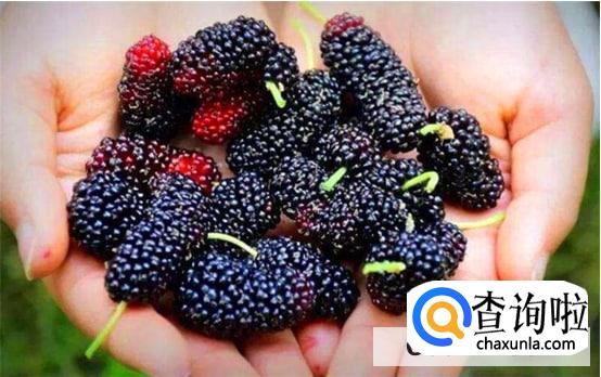 桑葚的营养价值体现在哪里