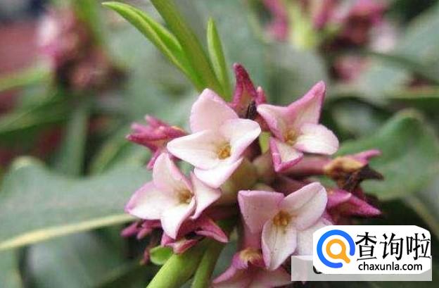 金边瑞香换盆时要注意什么