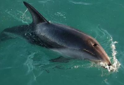 南极有哪些动物