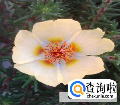 太阳花上的白色虫子有什么办法去除