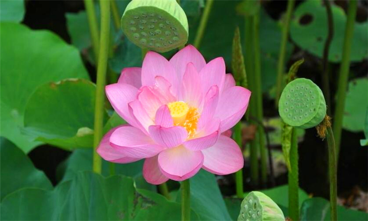 荷花有哪些象征意义