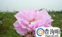 如何挑选玫瑰纯露，玫瑰纯露哪个牌子好