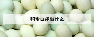 鸭蛋白能做什么