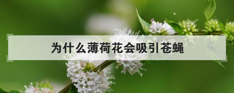 为什么薄荷花会吸引苍蝇