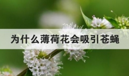 为什么薄荷花会吸引苍蝇