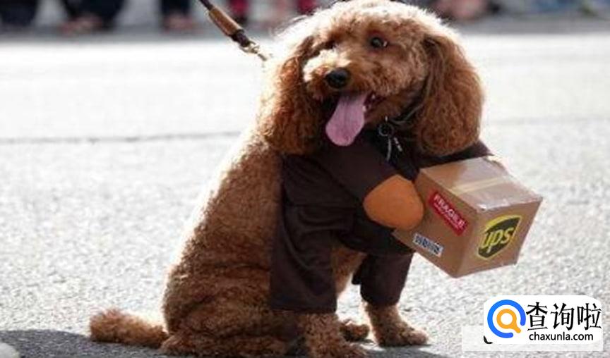 养泰迪犬有什么坏处