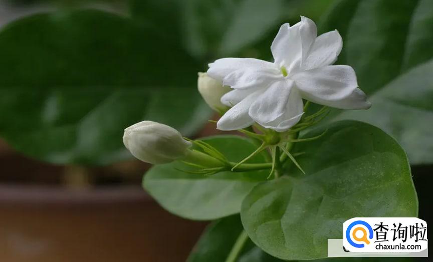 茉莉花开完了怎样才能第二次开花