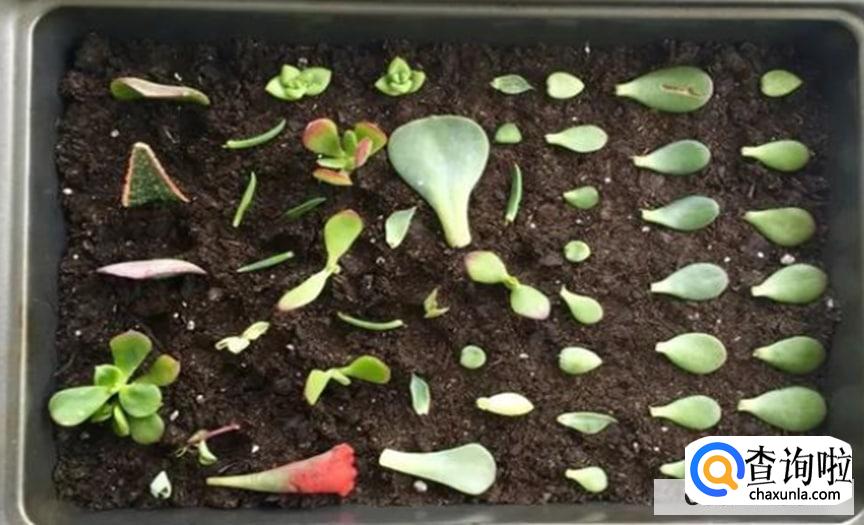 多肉繁殖的方法