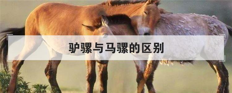 驴骡与马骡的区别