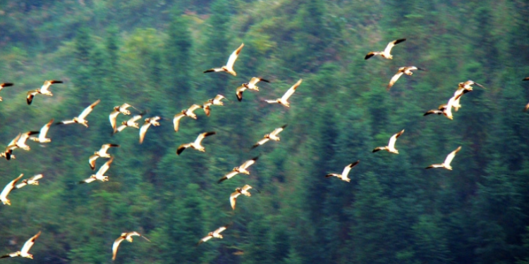 行白鹭上青天全诗作者是谁