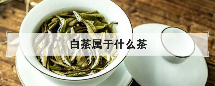 白茶属于什么茶