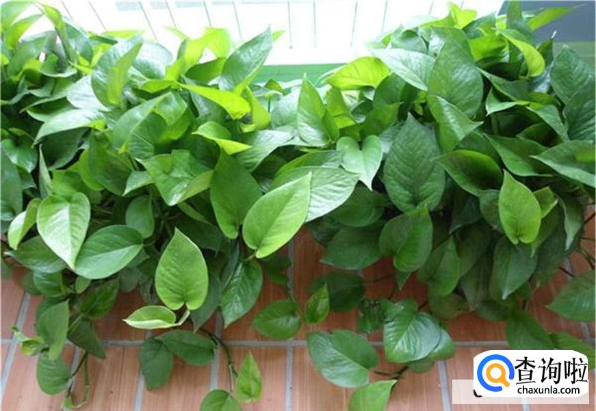 绿萝可以晒太阳吗