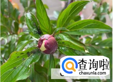 芍药花骨朵上出现蚂蚁怎么解决