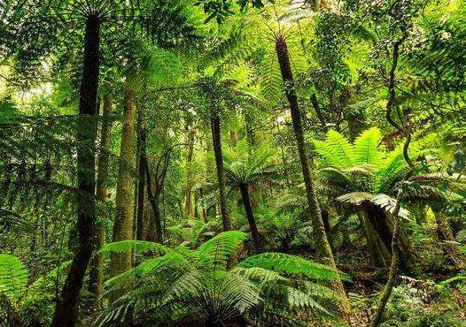 热带雨林气候特点