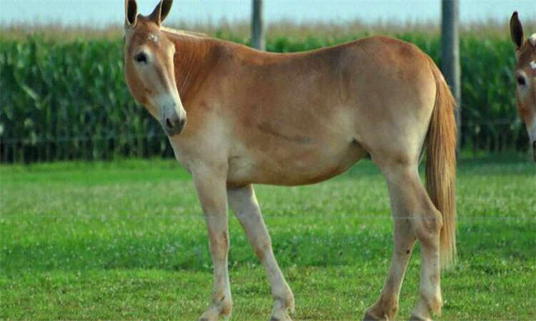 驴骡与马骡的区别