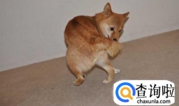 怎样让狗狗在指定地点大便