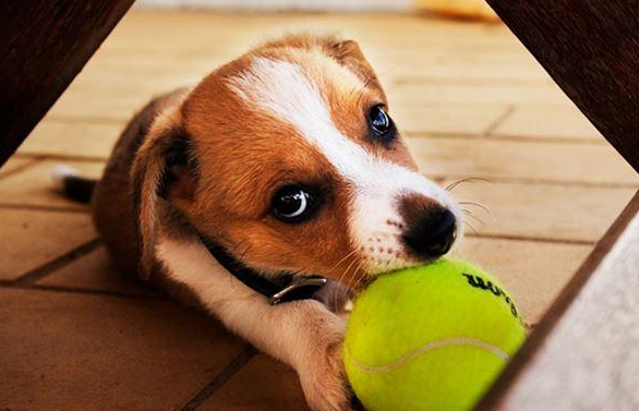  狗狗叫什么名字可爱洋气  