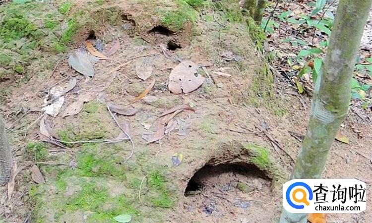 蚂蚁洞口怎么辨别方向