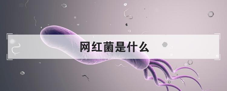 网红菌是什么
