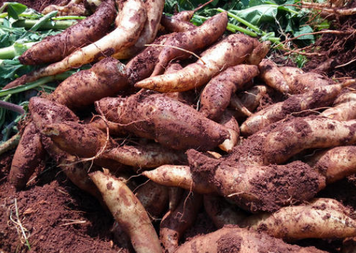 云南雪莲果有什么作用