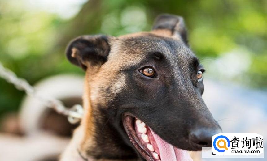 马犬为何不宜家养