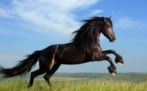 擅长画马的画家有哪些