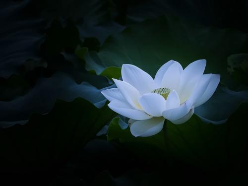 白莲花是什么意思