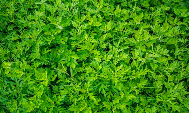 艾草灰的八大功效