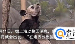 北京动物园将参与丫丫回国护送事宜