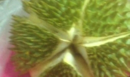 榴莲怎么吃图解