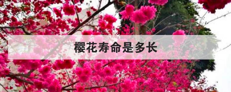 樱花寿命是多长