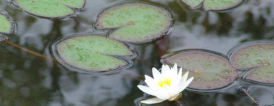 水生植物有哪些