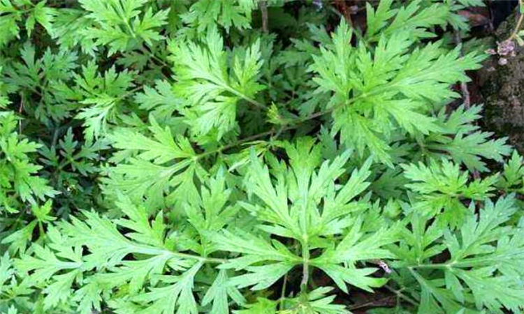 艾草灰的八大功效