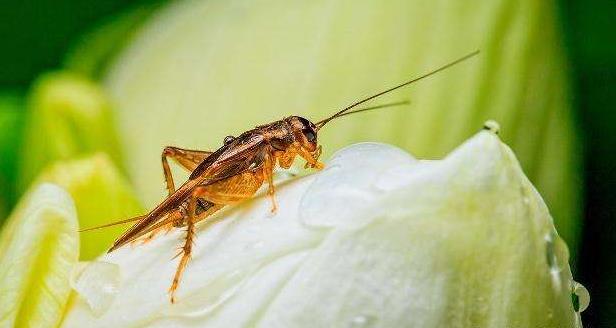 为什么有些昆虫在寒冷的冬天冻不死