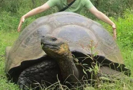 世界上最大的乌龟