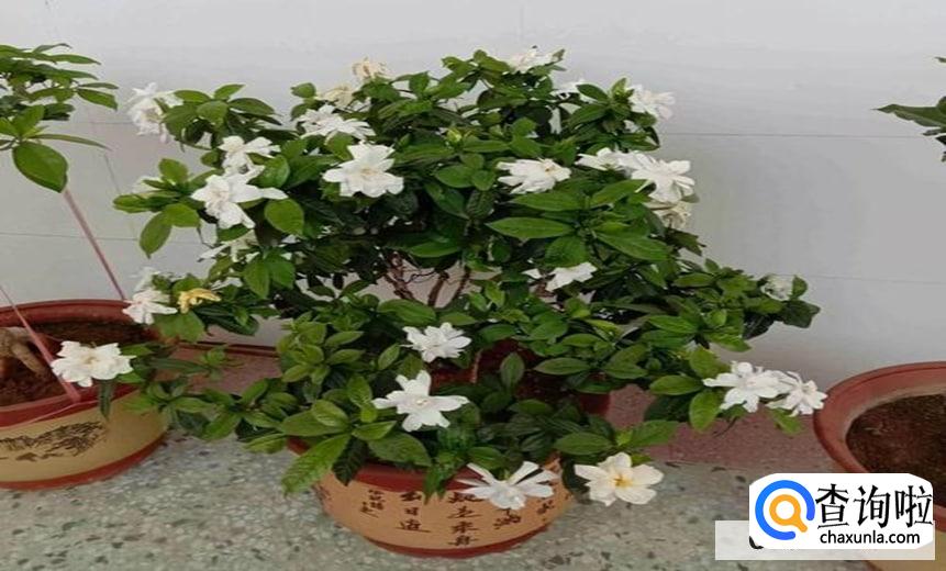 怎样养好栀子花