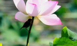 玉雪窍玲珑写的是什么花？