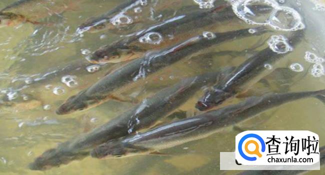 鲈鱼怎么保存新鲜