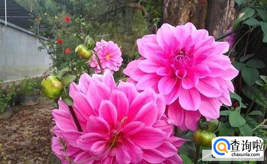 大丽花球根冬季如何保存