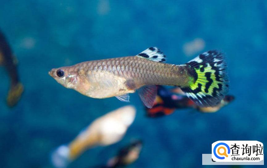 孔雀鱼鱼苗饲养方法