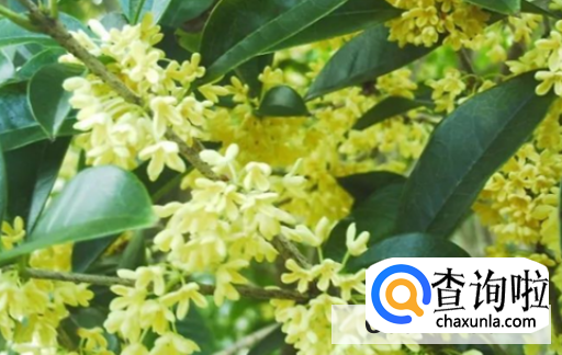 桂花树不开花是什么原因