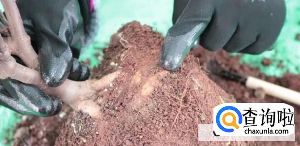 金边瑞香换盆时要注意什么