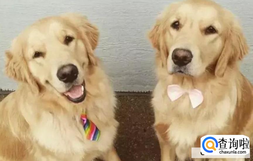 挑选公狗好还是母狗好