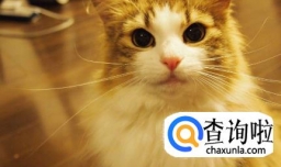 猫拉稀怎么办
