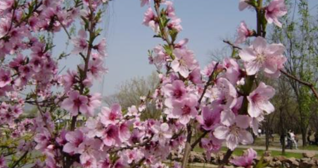 举世无双是什么意思