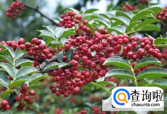 怎样防止米生虫